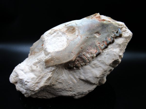 Genuine Oligocene Age Oreodont Skull Fossil for Sale from Wyoming #28b