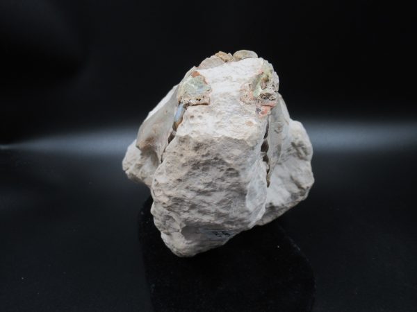 Genuine Oligocene Age Oreodont Skull Fossil for Sale from Wyoming #28c