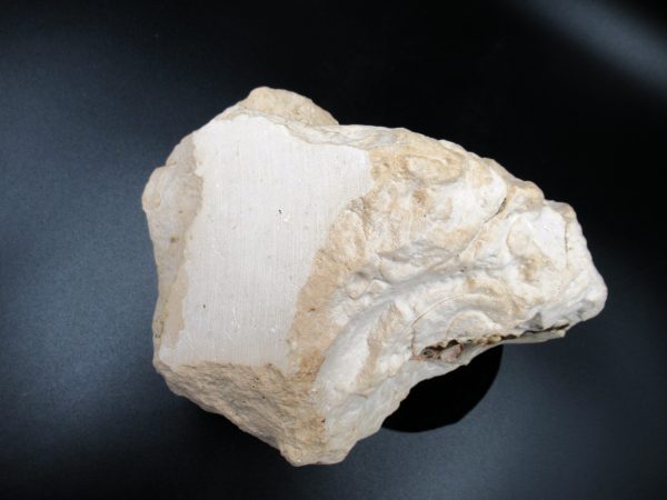 Genuine Oligocene Age Oreodont Skull Fossil for Sale from Wyoming #28e