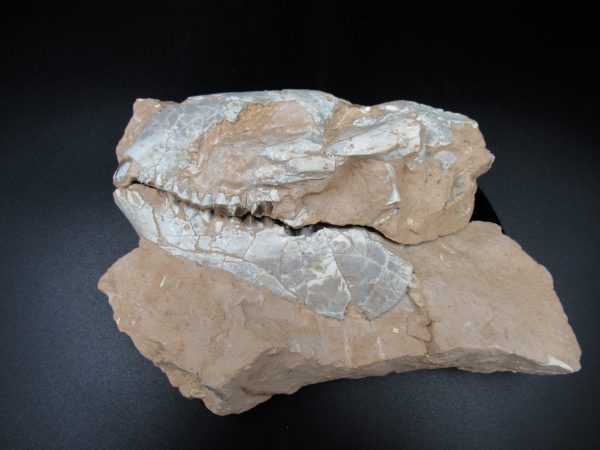 Genuine Oligocene Age Oreodont Skull Fossil for Sale from Wyoming #30