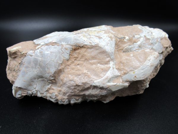 Genuine Oligocene Age Oreodont Skull Fossil for Sale from Wyoming #30a