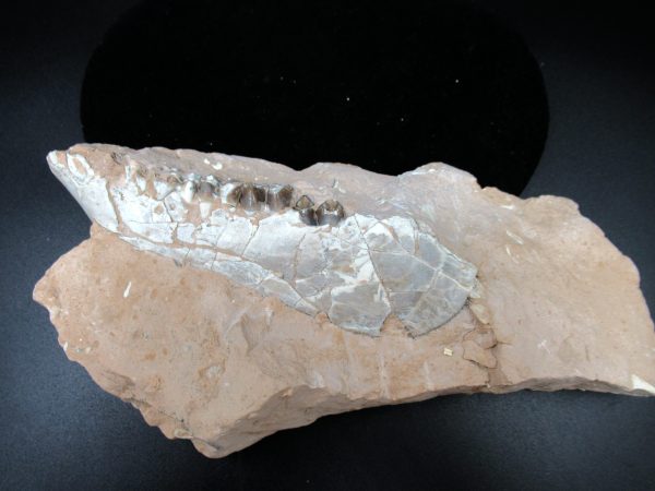 Genuine Oligocene Age Oreodont Skull Fossil for Sale from Wyoming #30b