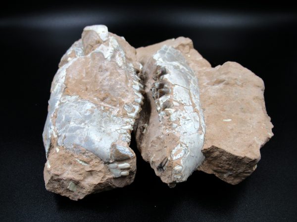 Genuine Oligocene Age Oreodont Skull Fossil for Sale from Wyoming #30c