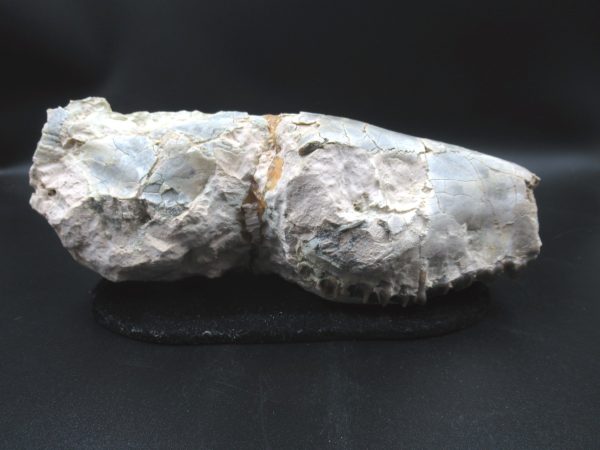 Genuine Oligocene Age Oreodont Skull Fossil for Sale from Wyoming #31