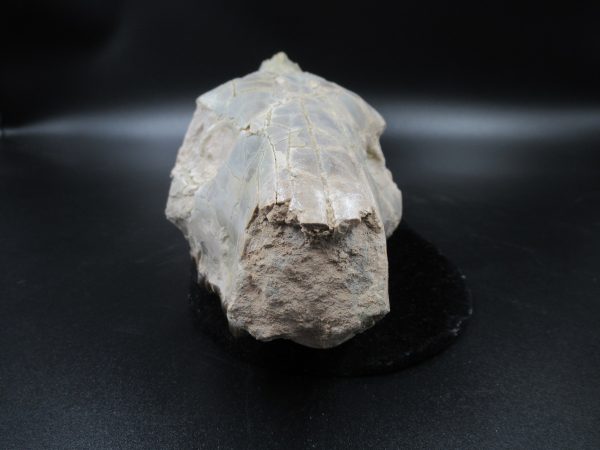 Genuine Oligocene Age Oreodont Skull Fossil for Sale from Wyoming #31a