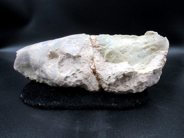 Genuine Oligocene Age Oreodont Skull Fossil for Sale from Wyoming #31b