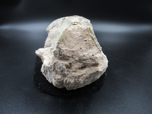 Genuine Oligocene Age Oreodont Skull Fossil for Sale from Wyoming #31c