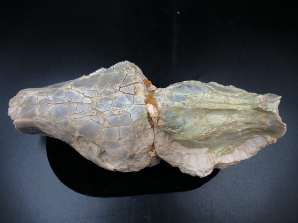 Genuine Oligocene Age Oreodont Skull Fossil for Sale from Wyoming #31d