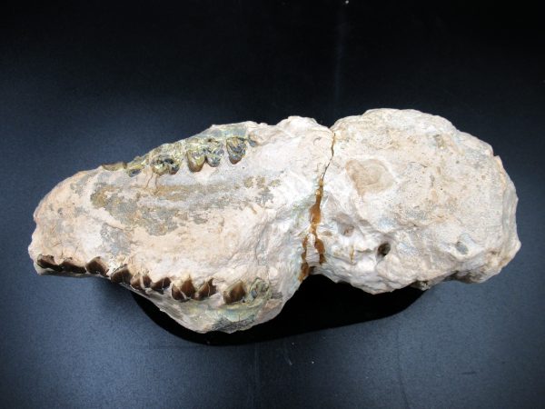 Genuine Oligocene Age Oreodont Skull Fossil for Sale from Wyoming #31e