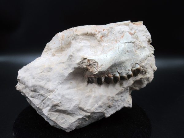 Genuine Oligocene Age Oreodont Skull Fossil for Sale from Wyoming #32