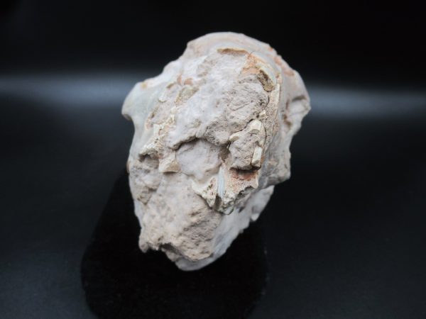 Genuine Oligocene Age Oreodont Skull Fossil for Sale from Wyoming #32a