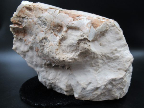 Genuine Oligocene Age Oreodont Skull Fossil for Sale from Wyoming #32b