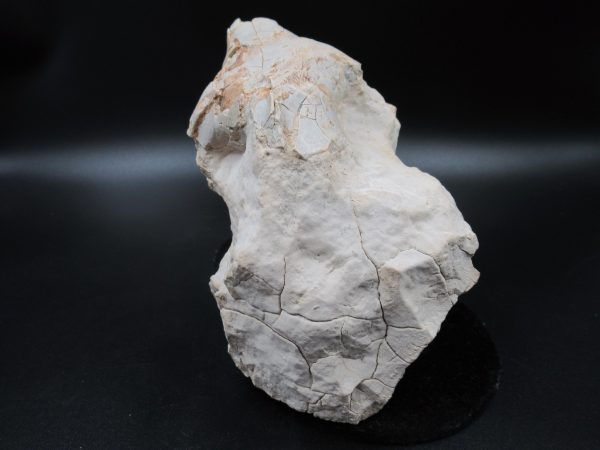 Genuine Oligocene Age Oreodont Skull Fossil for Sale from Wyoming #32c