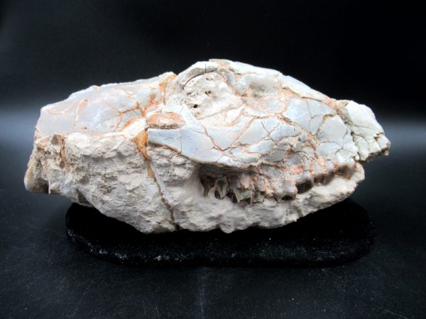 Genuine Oligocene Age Oreodont Skull Fossil for Sale from Wyoming #33