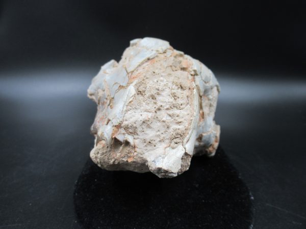 Genuine Oligocene Age Oreodont Skull Fossil for Sale from Wyoming #33a