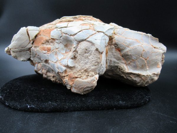 Genuine Oligocene Age Oreodont Skull Fossil for Sale from Wyoming #33b