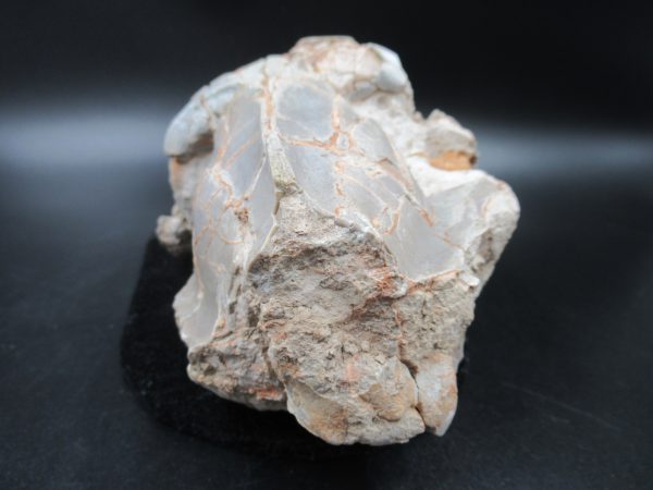 Genuine Oligocene Age Oreodont Skull Fossil for Sale from Wyoming #33c