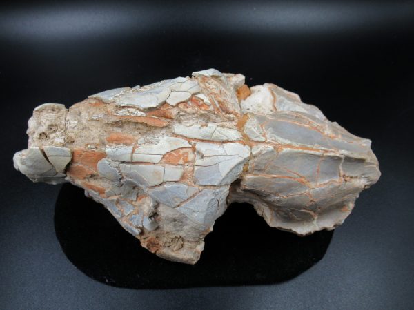 Genuine Oligocene Age Oreodont Skull Fossil for Sale from Wyoming #33d