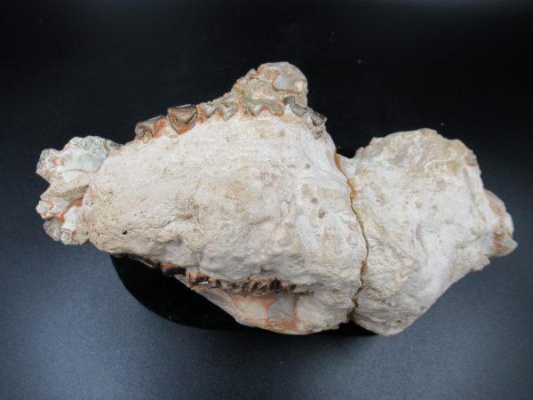 Genuine Oligocene Age Oreodont Skull Fossil for Sale from Wyoming #33e