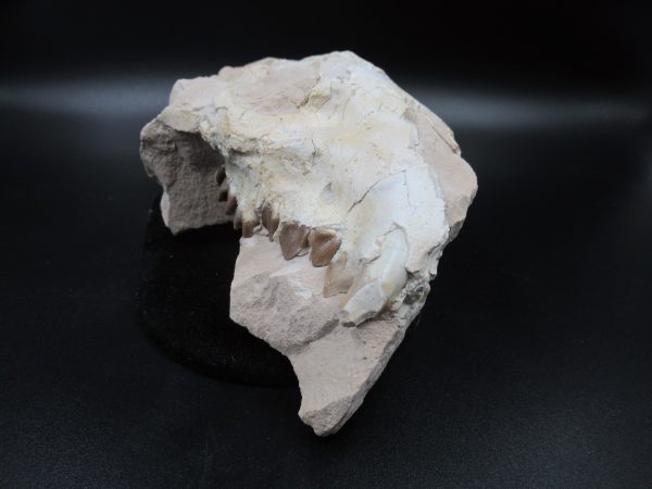 Genuine Oligocene Age Oreodont Skull Fossil for Sale from Wyoming #34a