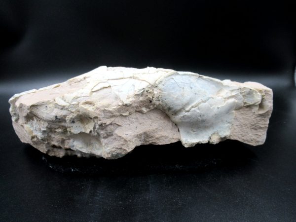 Genuine Oligocene Age Oreodont Skull Fossil for Sale from Wyoming #34b