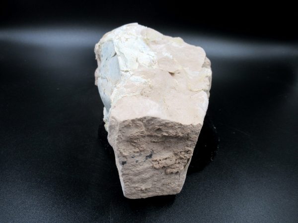 Genuine Oligocene Age Oreodont Skull Fossil for Sale from Wyoming #34c