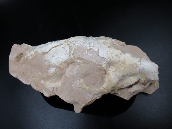 Genuine Oligocene Age Oreodont Skull Fossil for Sale from Wyoming #34d