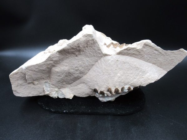 Genuine Oligocene Age Oreodont Skull Fossil for Sale from Wyoming #34e