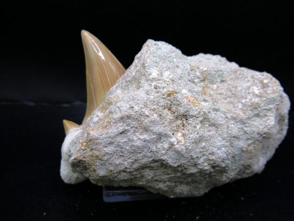 Genuine Eocene Age Otodus Shark Tooth Matrix Fossil for Sale from Morocco #1a