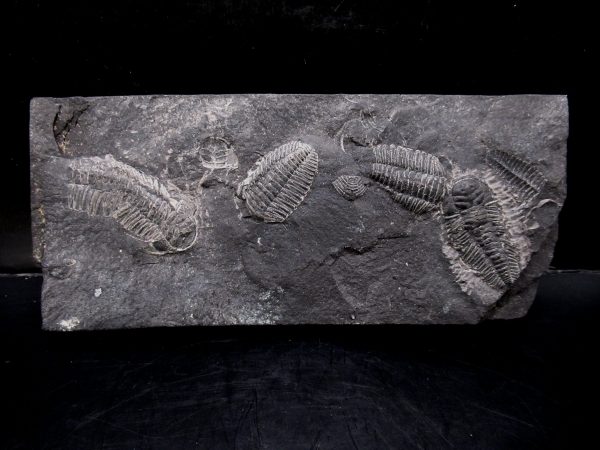 General Ordovician Age triarthrus eatoni trilobite From New York For Sale #1