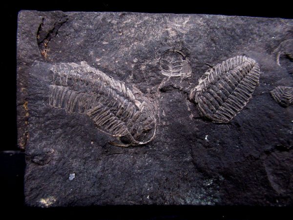 General Ordovician Age triarthrus eatoni trilobite From New York For Sale #1a