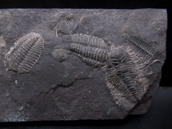 General Ordovician Age triarthrus eatoni trilobite From New York For Sale #1b