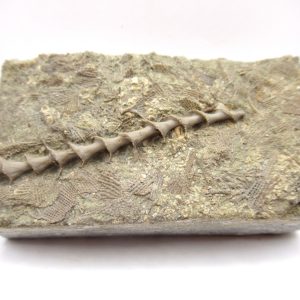 Genuine Mississippian Age Archimedes Bryozoa Fossil for Sale from Alabama #1