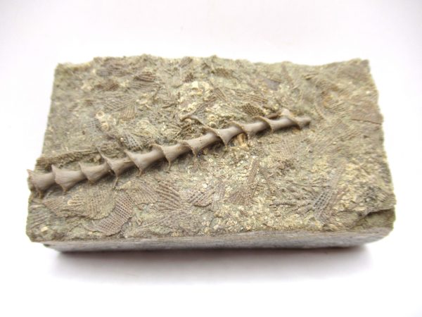 Genuine Mississippian Age Archimedes Bryozoa Fossil for Sale from Alabama #1