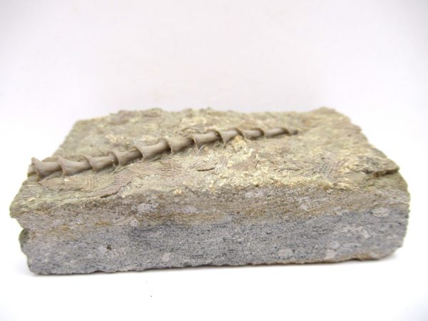 Genuine Mississippian Age Archimedes Bryozoa Fossil for Sale from Alabama #1a