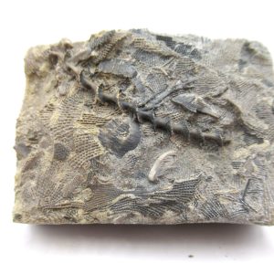 Genuine Mississippian Age Archimedes Bryozoa Fossil for Sale from Alabama #2