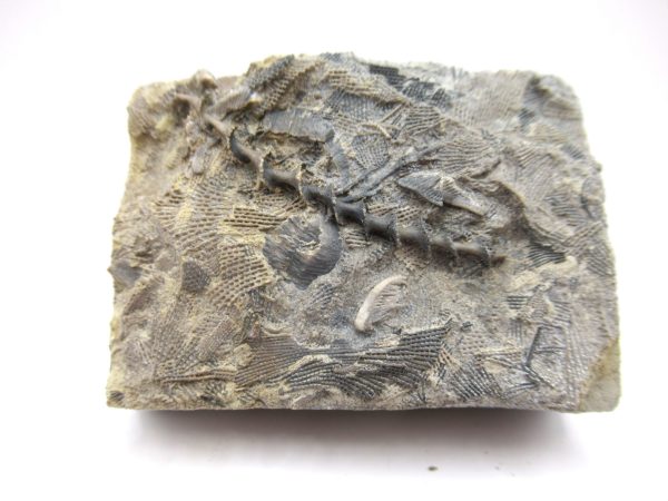 Genuine Mississippian Age Archimedes Bryozoa Fossil for Sale from Alabama #2