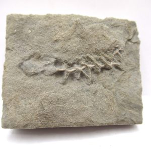 Genuine Mississippian Age Archimedes Bryozoa Fossil for Sale from Alabama #3