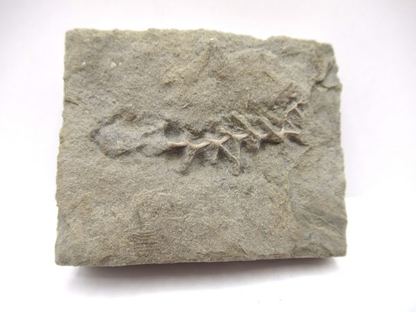 Genuine Mississippian Age Archimedes Bryozoa Fossil for Sale from Alabama #3