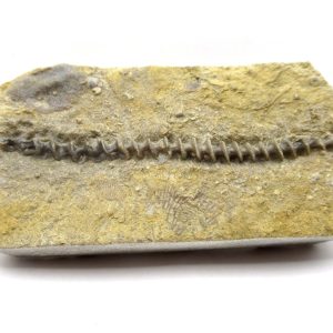 Genuine Mississippian Age Archimedes Bryozoa Fossil for Sale from Alabama #35