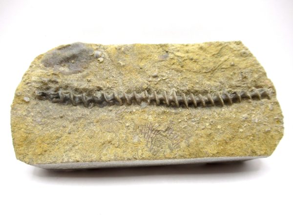 Genuine Mississippian Age Archimedes Bryozoa Fossil for Sale from Alabama #35