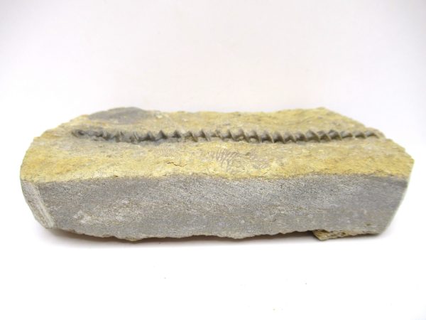 Genuine Mississippian Age Archimedes Bryozoa Fossil for Sale from Alabama #35a