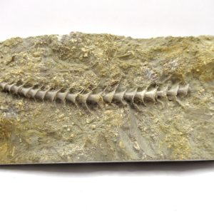 Genuine Mississippian Age Archimedes Bryozoa Fossil for Sale from Alabama #36