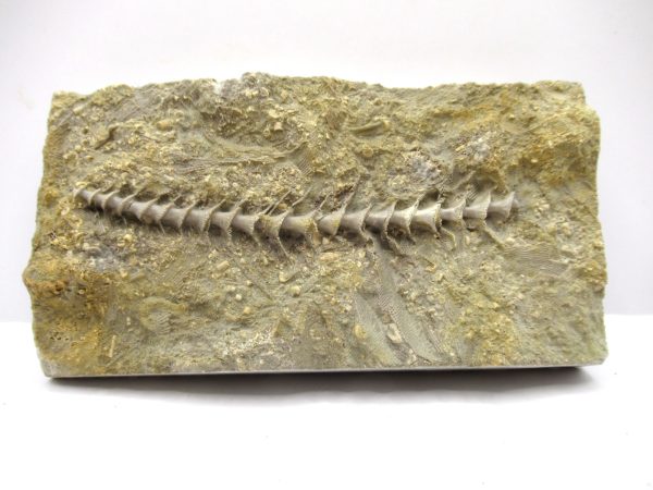 Genuine Mississippian Age Archimedes Bryozoa Fossil for Sale from Alabama #36