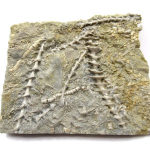 Genuine Mississippian Age Archimedes Bryozoa Fossil for Sale from Alabama #37