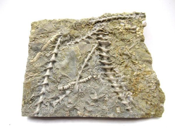 Genuine Mississippian Age Archimedes Bryozoa Fossil for Sale from Alabama #37