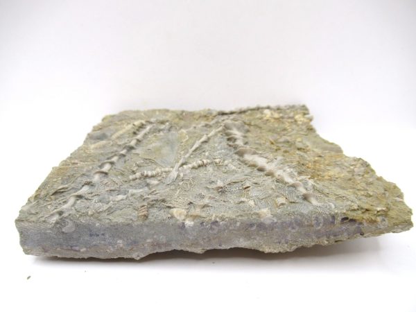 Genuine Mississippian Age Archimedes Bryozoa Fossil for Sale from Alabama #37a