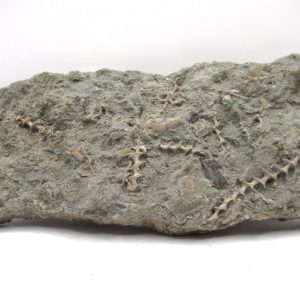 Genuine Mississippian Age Archimedes Bryozoa Fossil for Sale from Alabama #38