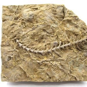 Genuine Mississippian Age Archimedes Bryozoa Fossil for Sale from Alabama #39