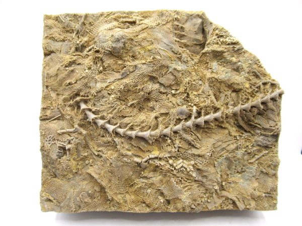 Genuine Mississippian Age Archimedes Bryozoa Fossil for Sale from Alabama #39